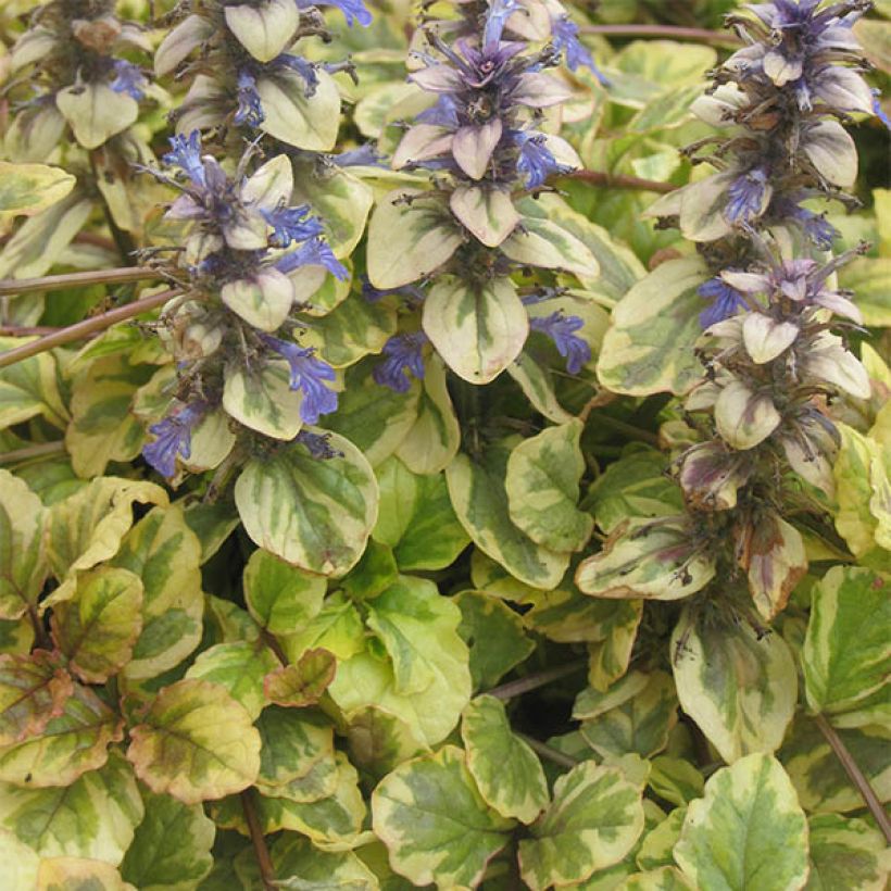 Bugle rampante - Ajuga reptans Golden Glow (Port)