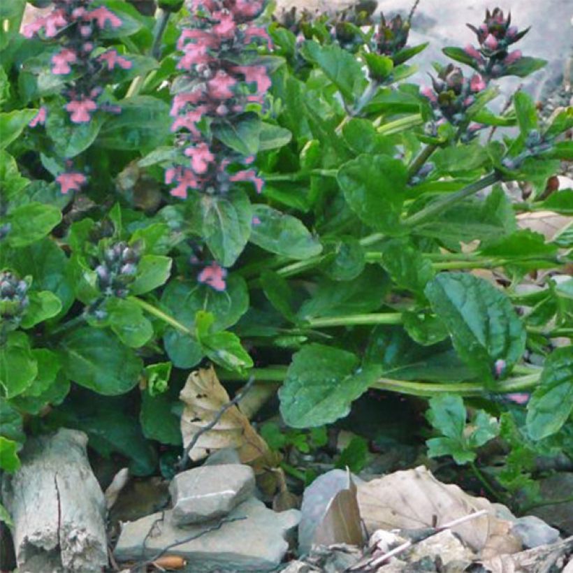 Bugle rampante, Ajuga reptans Pink Elf (Feuillage)