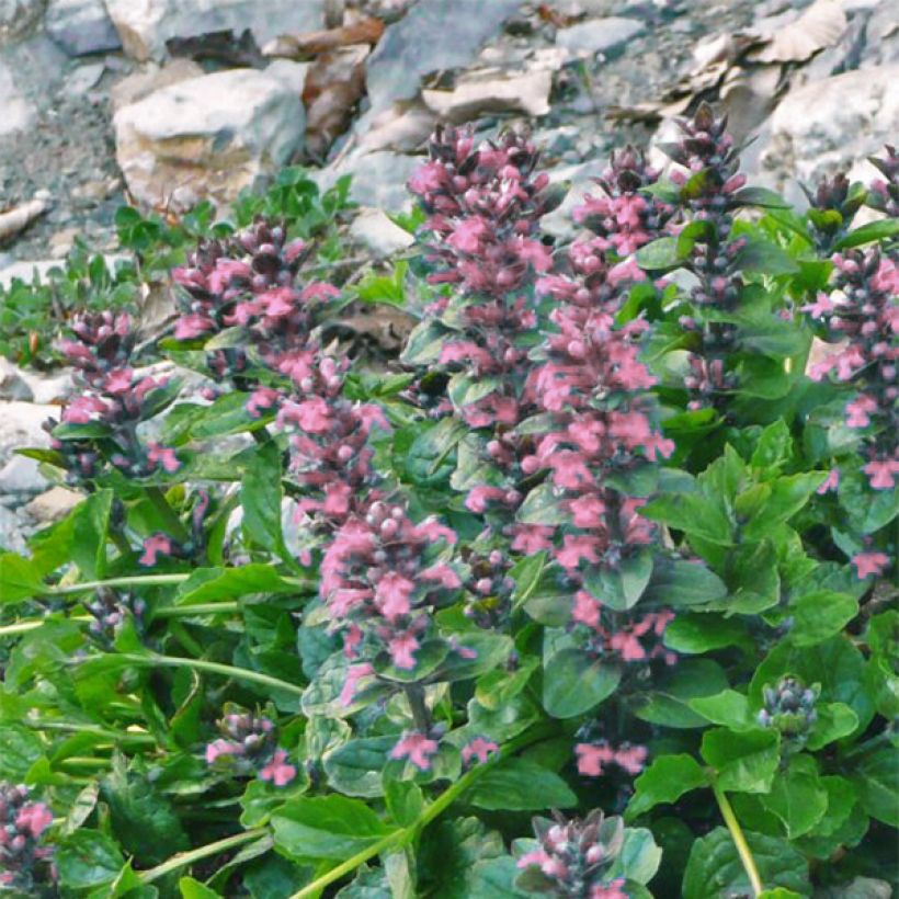 Bugle rampante, Ajuga reptans Pink Elf (Floraison)