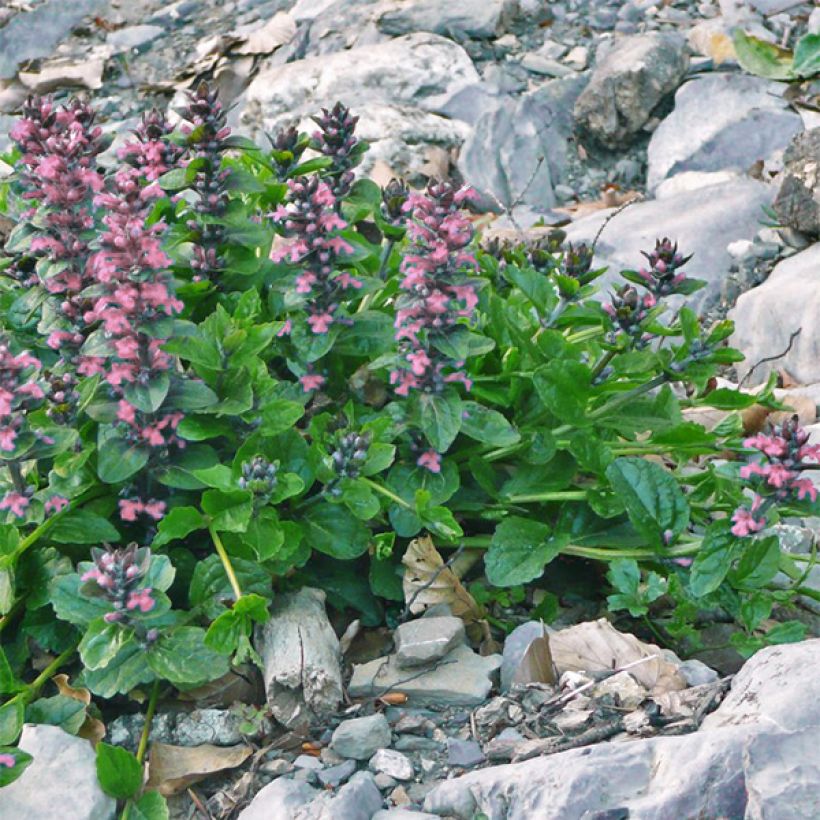 Bugle rampante, Ajuga reptans Pink Elf (Port)