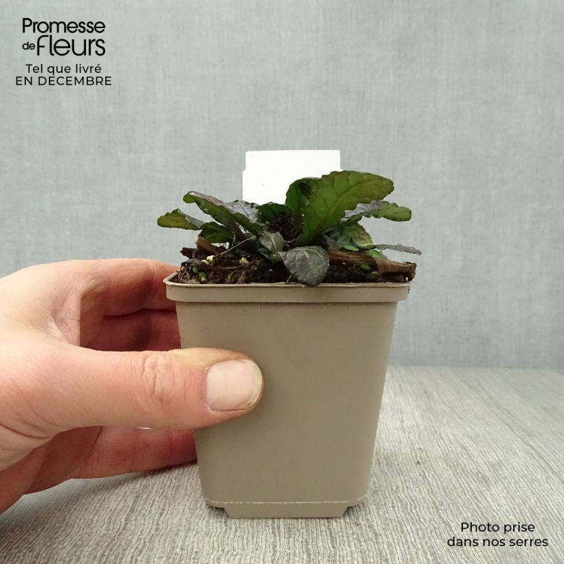 Spécimen de Bugle rampante - Ajuga reptans Purple Torch tel que livré en hiver