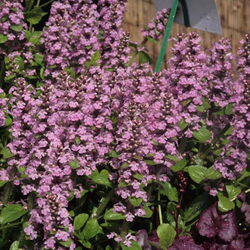 Bugle rampante - Ajuga reptans Purple Torch (Port)