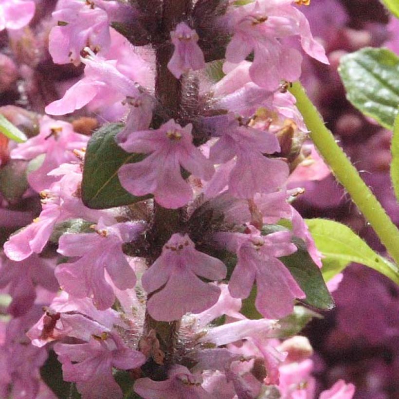 Bugle rampante - Ajuga reptans Purple Torch (Floraison)