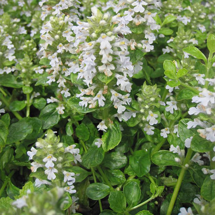 Bugle rampante - Ajuga reptans Sanne (Port)