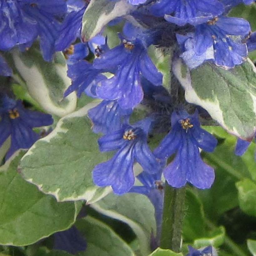 Bugle rampante panachée - Ajuga reptans Variegata (Floraison)