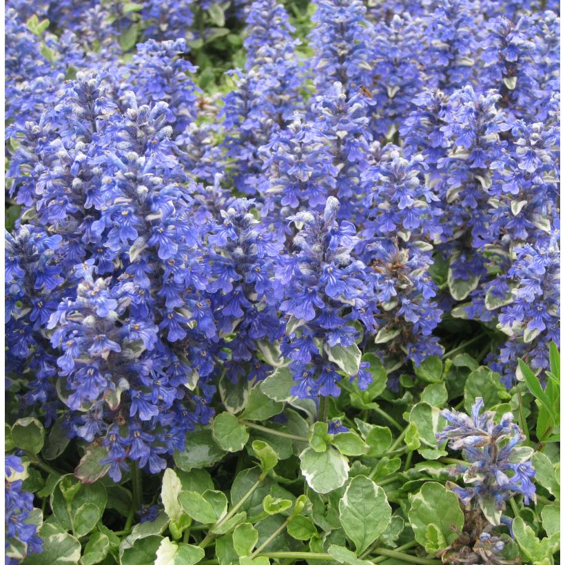 Bugle rampante panachée - Ajuga reptans Variegata (Port)