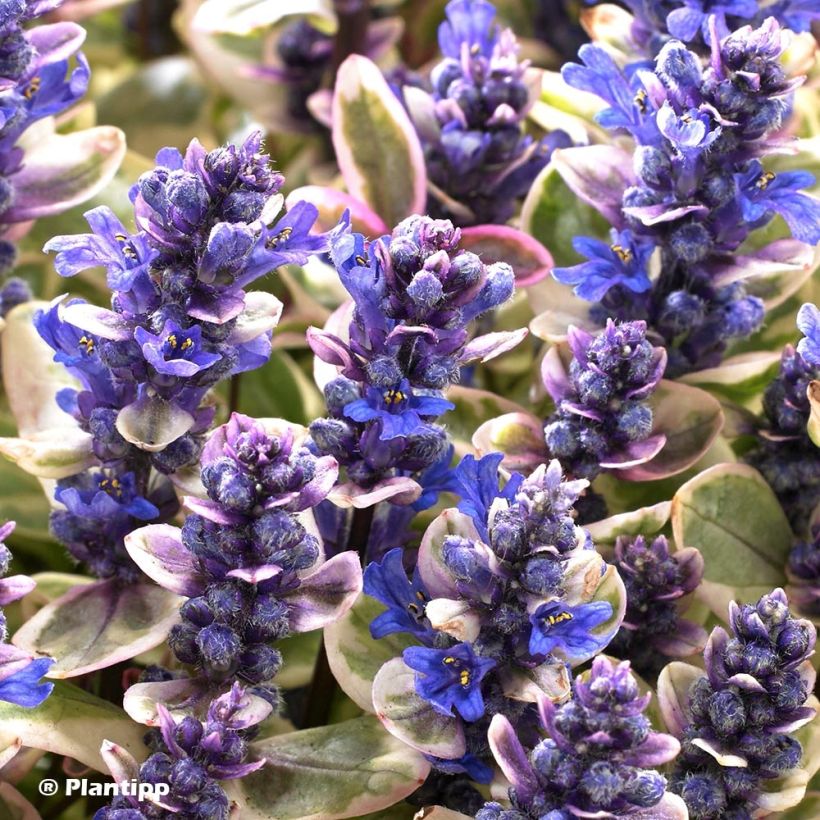 Bugle rampante - Ajuga tenorii Princess Nadia (Floraison)