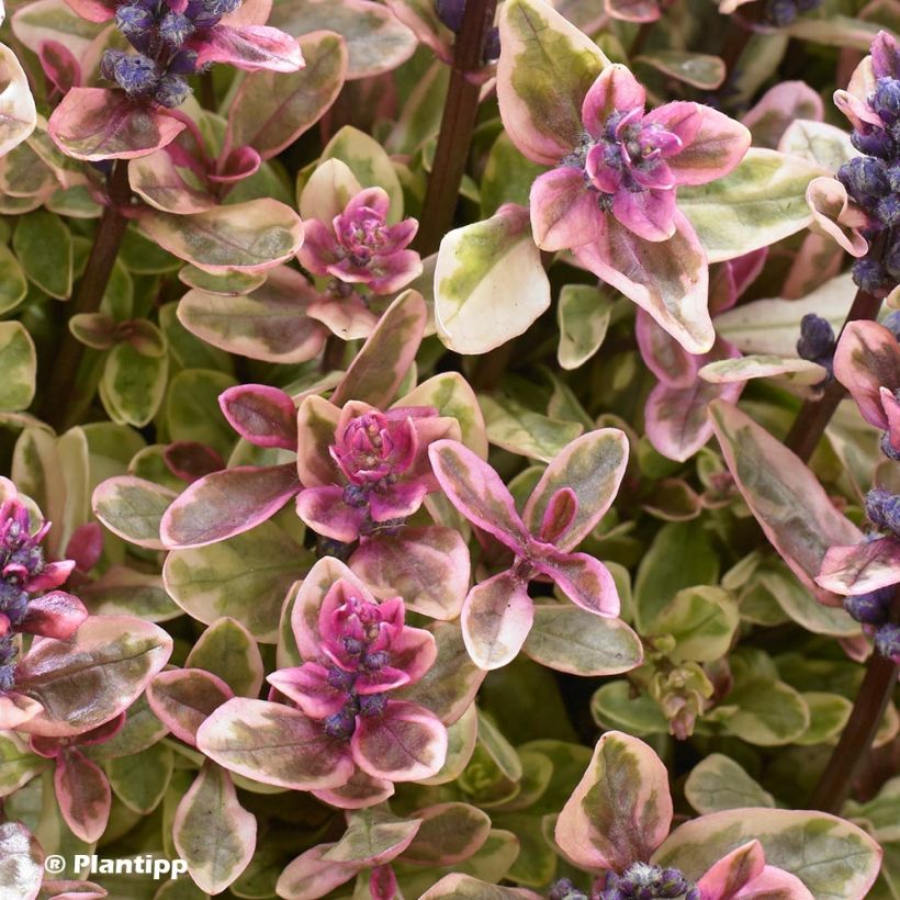 Bugle rampante - Ajuga tenorii Princess Nadia (Feuillage)