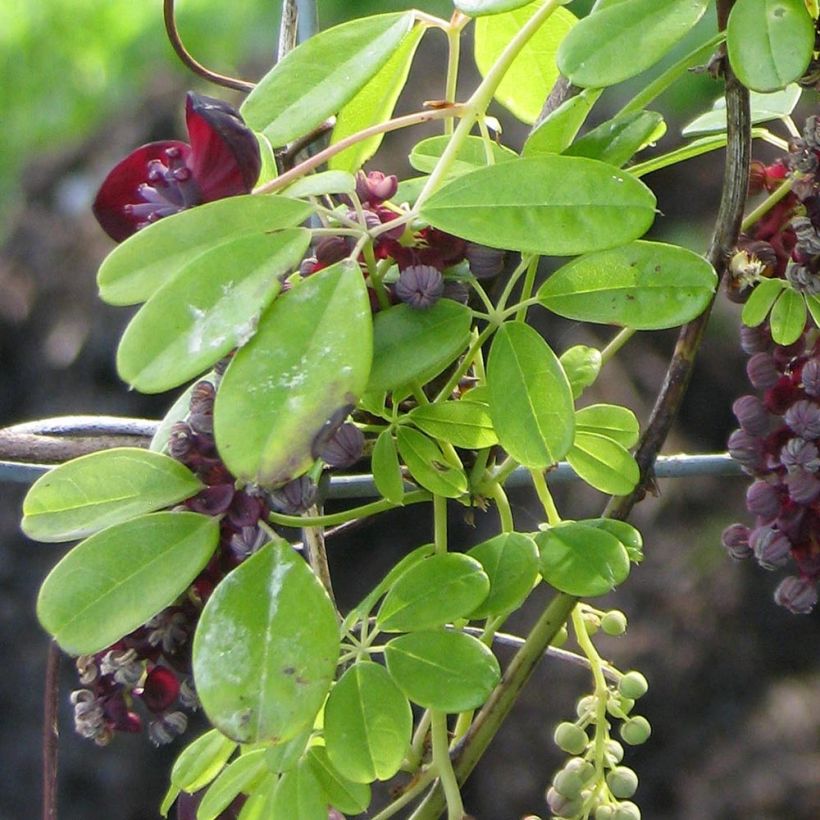 Akebia longeracemosa - Akébie à longue grappe (Feuillage)