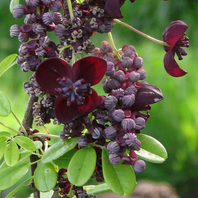 Akebia longeracemosa - Akébie à longue grappe (Floraison)