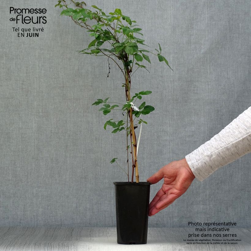 Spécimen de Akebia pentaphylla - Akebie hybride Pot de 1,5L/2L tel que livré en été