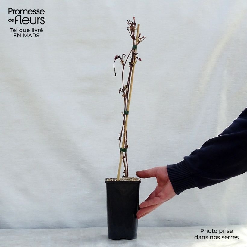 Spécimen de Akebia pentaphylla - Akebie hybride- Pot de 1,5L/2L tel que livré au printemps