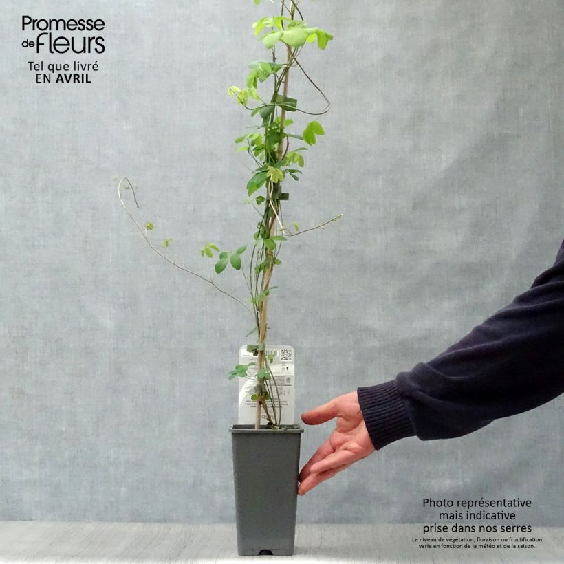 Spécimen de Akebia quinata - Akébie à cinq feuilles en pot de 2L tel que livré au printemps