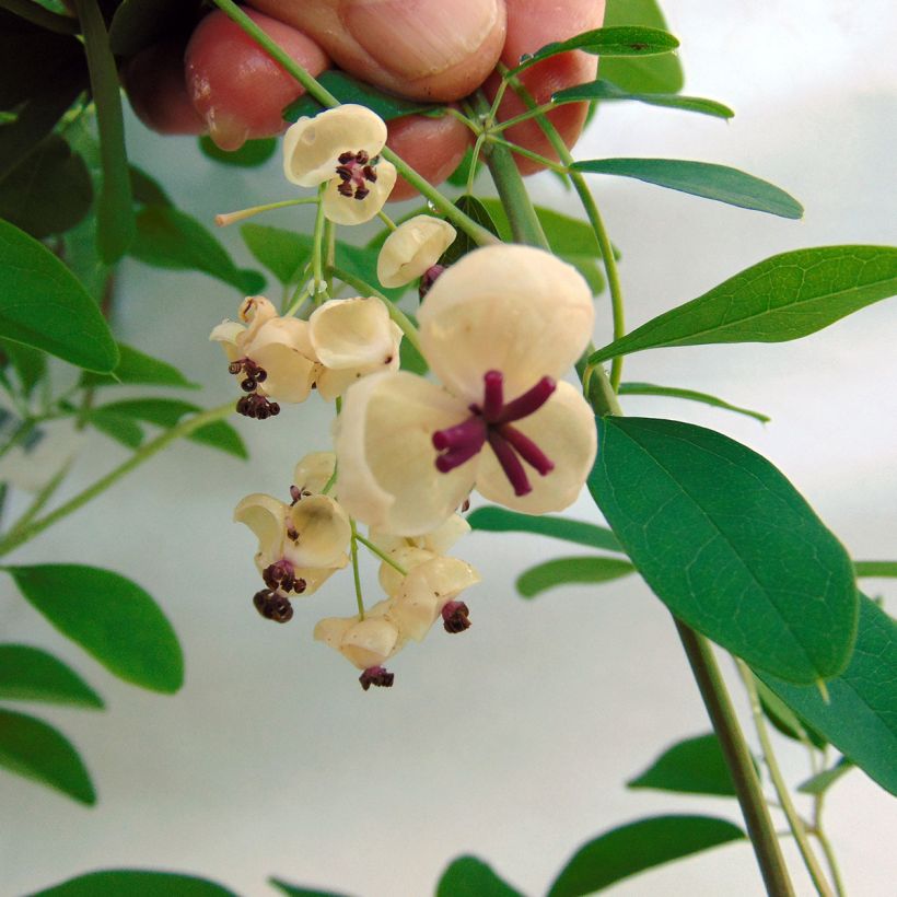 Akebia quinata Cream Form (Floraison)