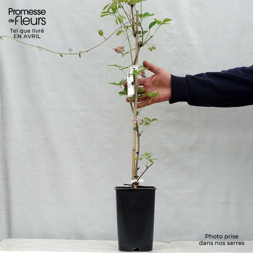 Spécimen de Akebia quinata Cream Form Pot de 2L/3L tel que livré au printemps