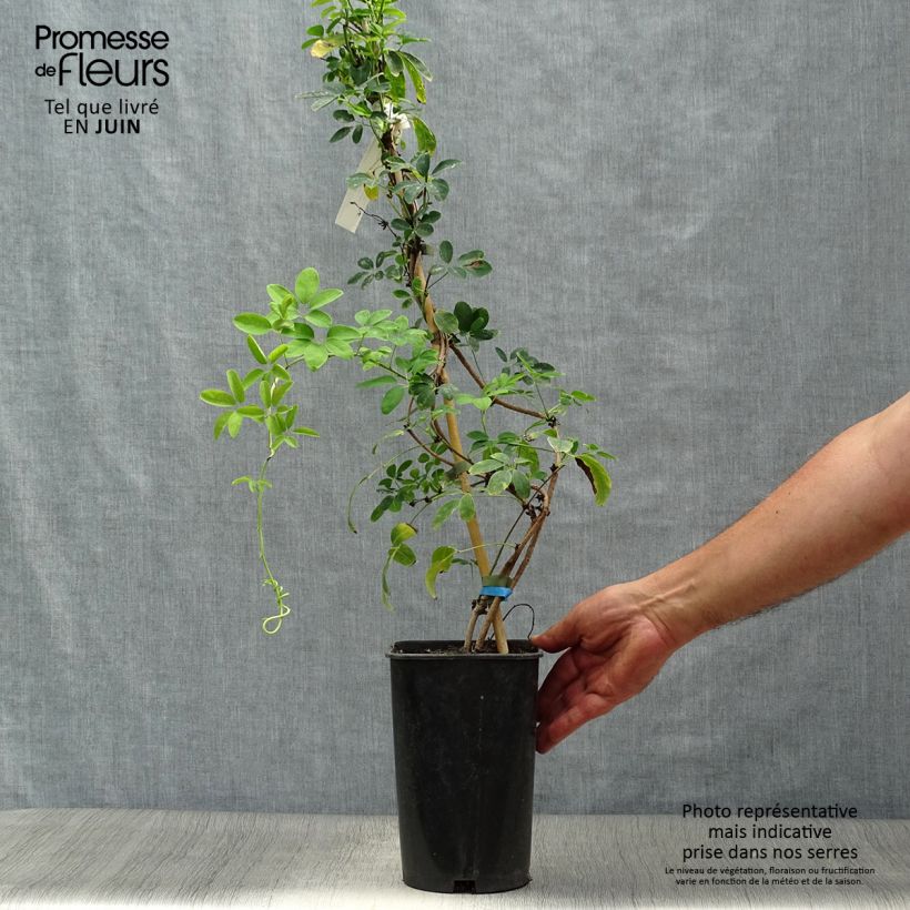 Spécimen de Akebia quinata Cream Form Pot de 2L/3L tel que livré en été