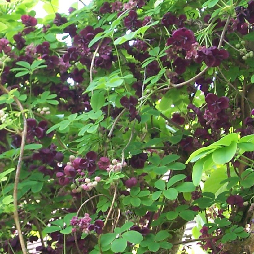 Akebia quinata Rosea - Akébie à cinq feuilles (Floraison)