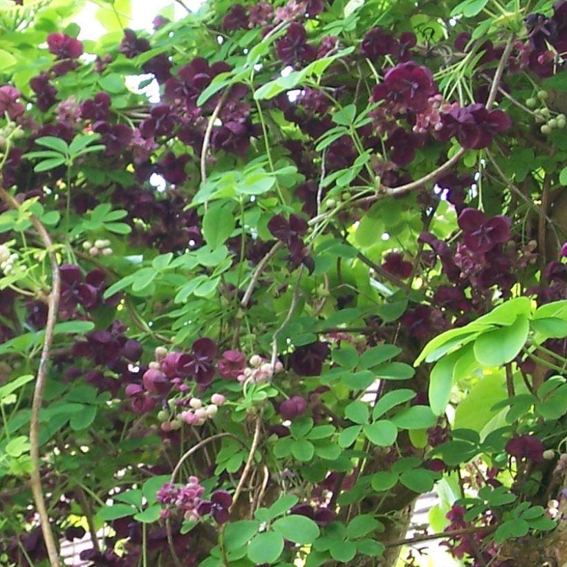 Akebia quinata Rosea - Akébie à cinq feuilles (Port)