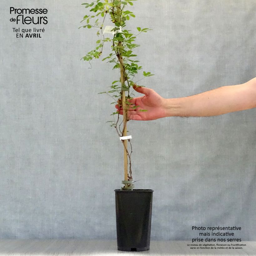 Spécimen de Akebia quinata Silver Bells en pot de 2L./3L. tel que livré au printemps
