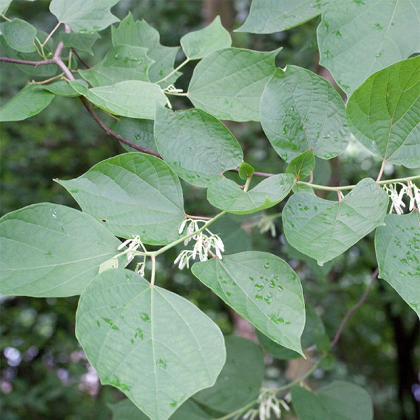 Alangium chinense (Feuillage)