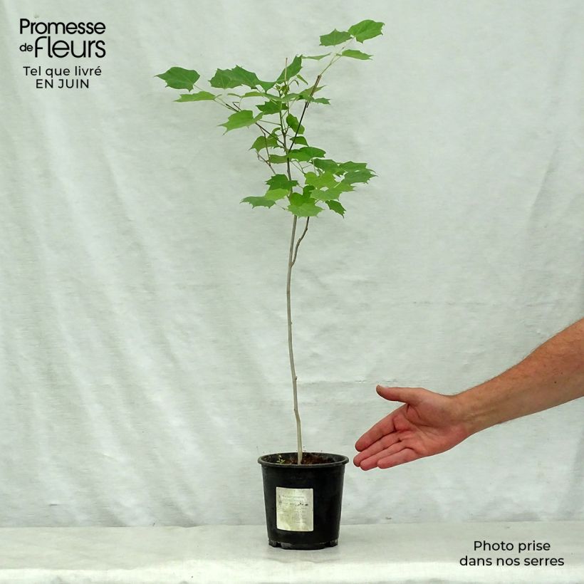 Spécimen de Alangium chinense Pot de 7,5L/10L tel que livré en été