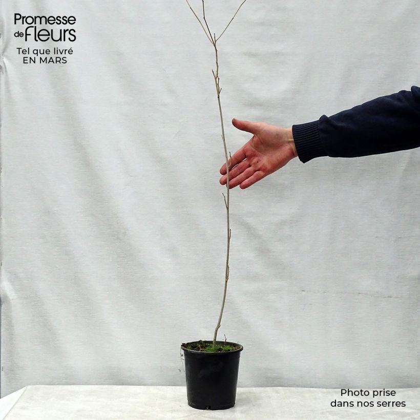 Spécimen de Alangium chinense Pot de 7.5L/10L tel que livré au printemps