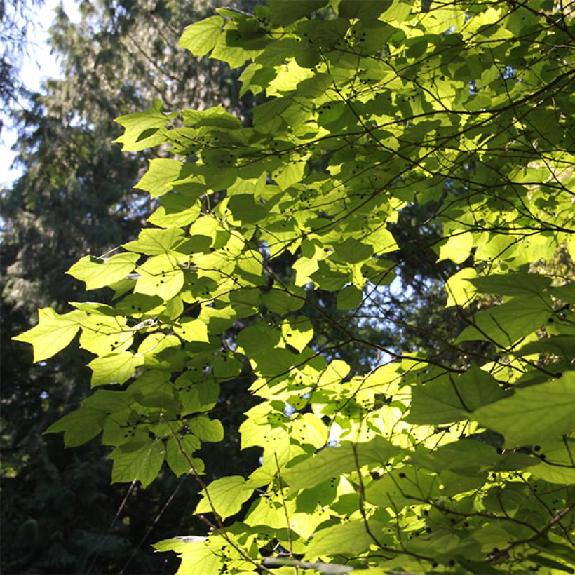 Alangium platanifolium (Feuillage)