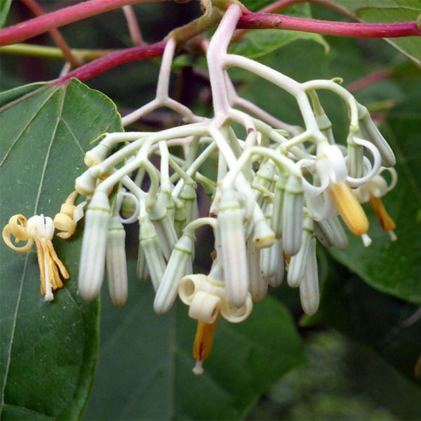 Alangium platanifolium (Floraison)