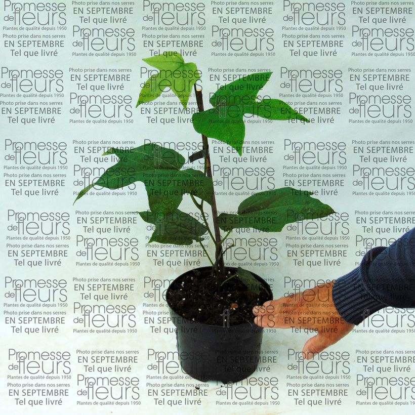 Exemple de spécimen de Alangium platanifolium Pot de 2L/3L tel que livré
