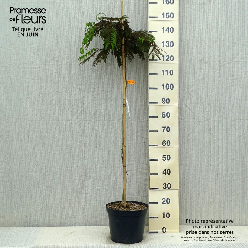 Spécimen de Albizia julibrissin Chocolate Fountain - Arbre à soie Pot de 7,5L/10L tel que livré en été