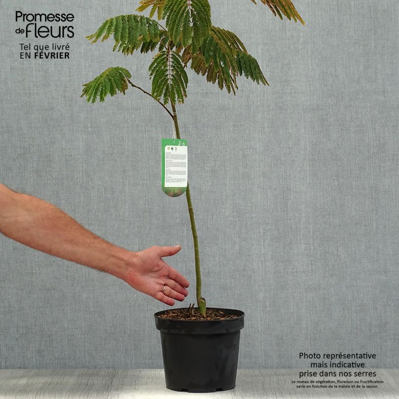 Spécimen de Albizia julibrissin Evey's Pride - Arbre de soie Pot de 4L/5L tel que livré en automne