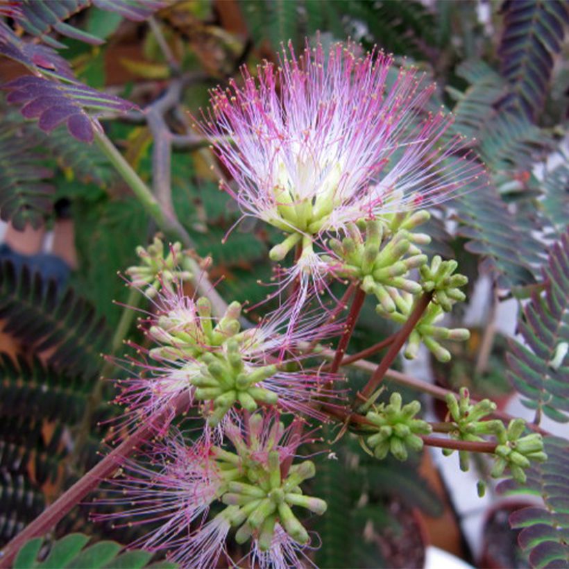 Albizia julibrissin Evey's Pride - Arbre de soie (Floraison)