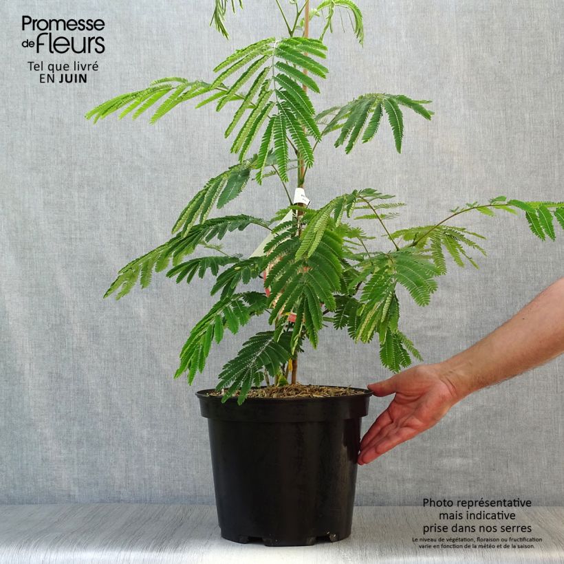 Spécimen de Albizia julibrissin Ombrella - Arbre à soie Pot de 6L/7L tel que livré en été