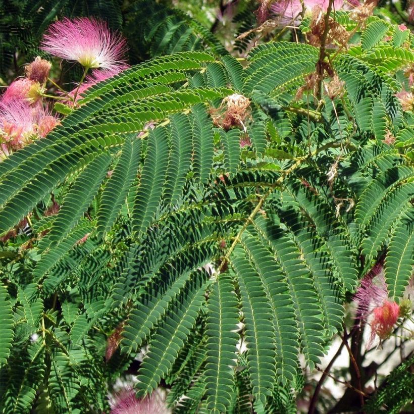 Albizia julibrissin Rosea - Arbre à soie rose (Feuillage)