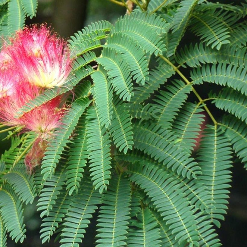 Albizia julibrissin Rouge Selection - Arbre à soie (Feuillage)