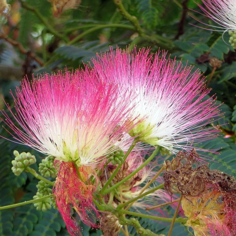 Albizia julibrissin Rouge Selection - Arbre à soie (Floraison)