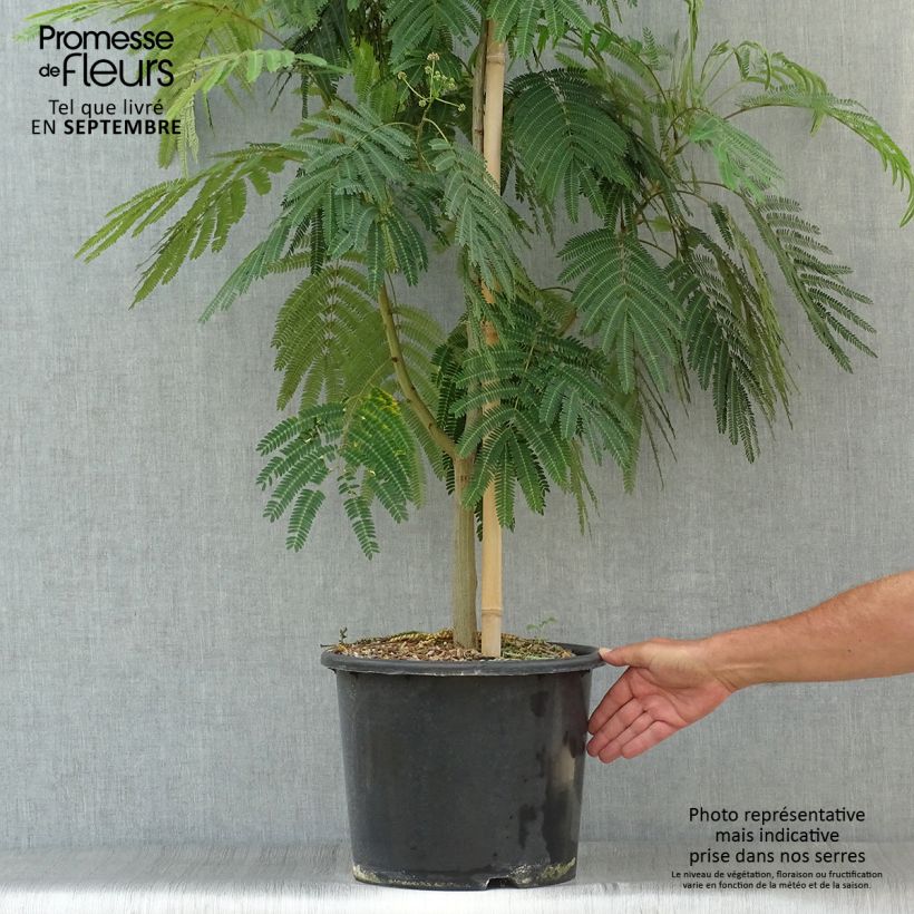 Spécimen de Albizia julibrissin Rouge Selection - Arbre à soie Pot de 12L/15L, Baliveau tel que livré en automne