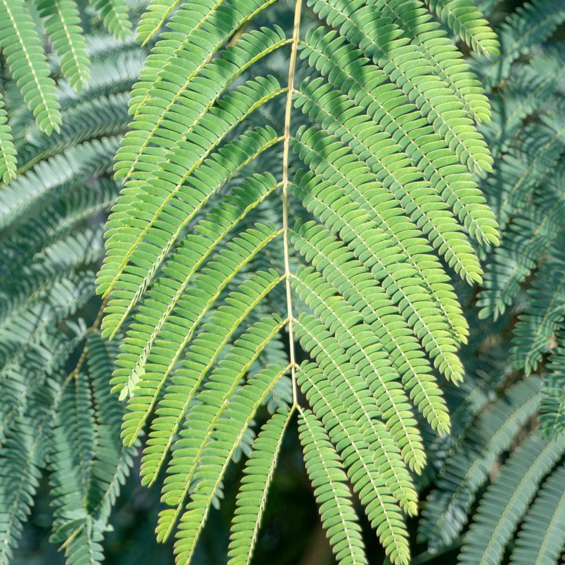 Albizia julibrissin Shidare - Arbre à soie (Feuillage)