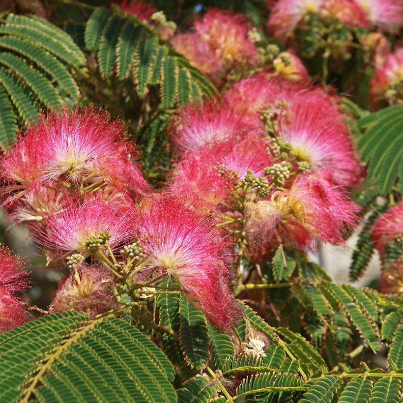 Albizia julibrissin Shidare - Arbre à soie (Floraison)