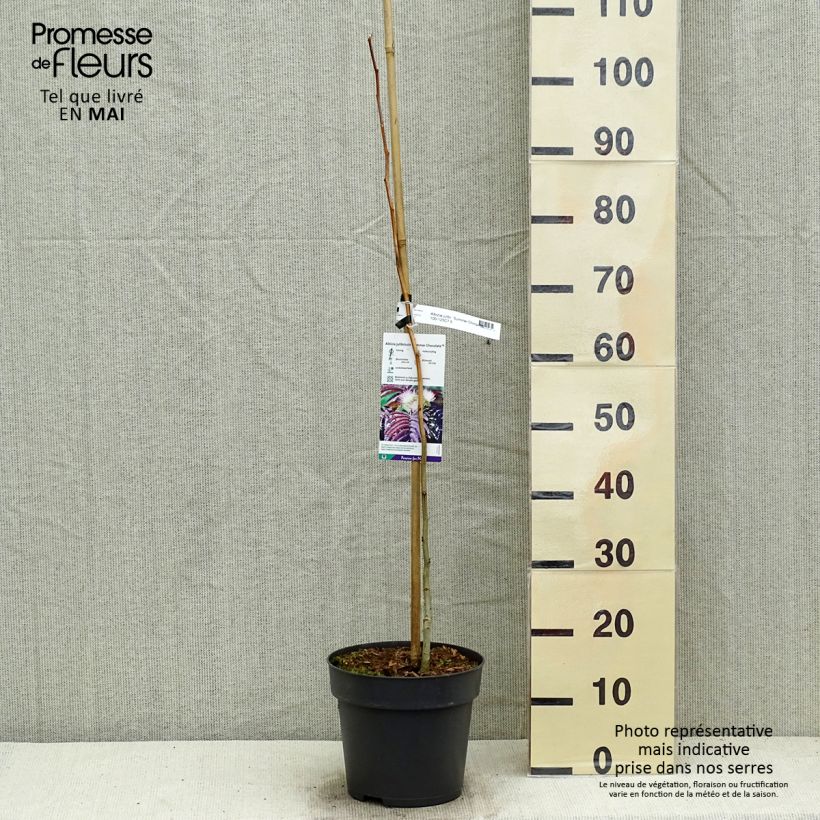 Spécimen de Albizia julibrissin Summer Chocolate - Arbre à soie Pot de 7,5L/10LHauteur livrée env. 40/60cm tel que livré au printemps