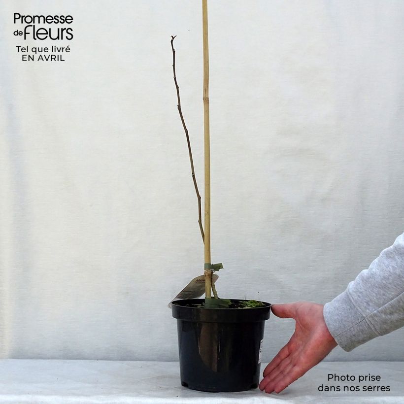 Spécimen de Albizia julibrissin Summer Chocolate - Arbre à soie Pot de 3L/4LHauteur livrée env. 30/40cm tel que livré au printemps