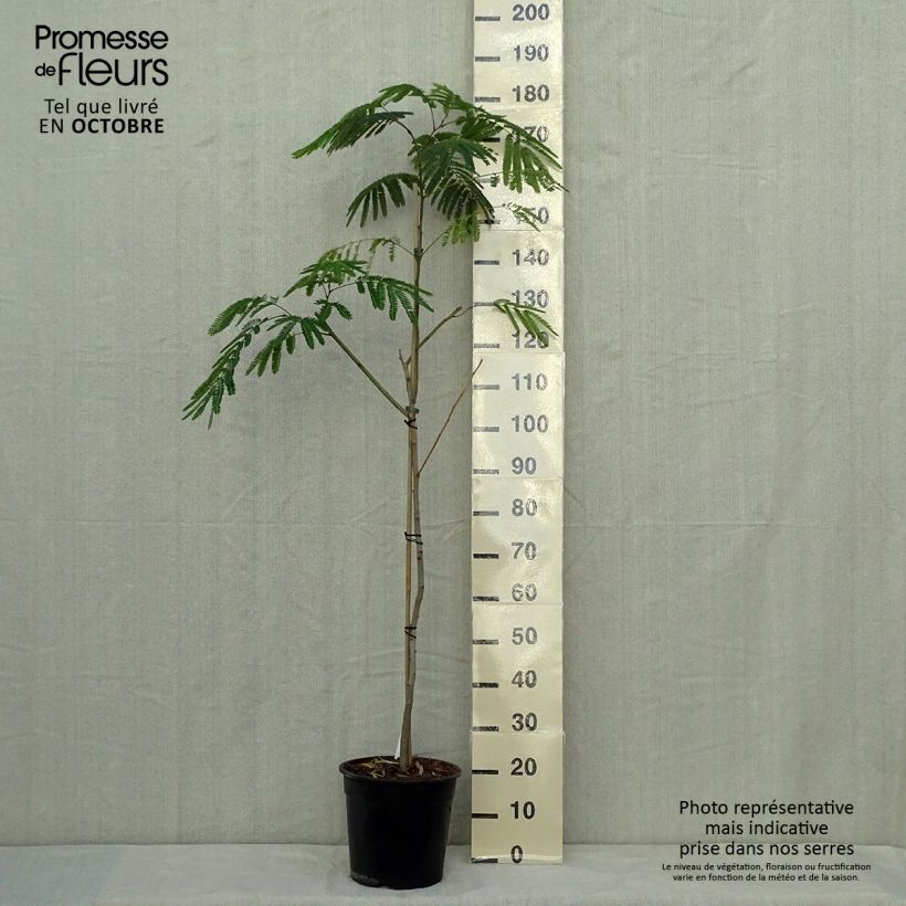 Spécimen de Albizzia Tropical Dream - Arbre à soie tel que livré en automne