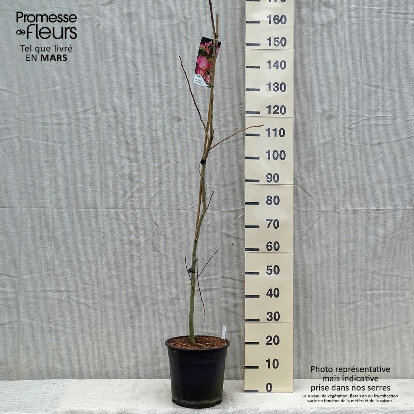 Spécimen de Albizzia Tropical Dream - Arbre à soie Pot de 7,5L/10L tel que livré au printemps