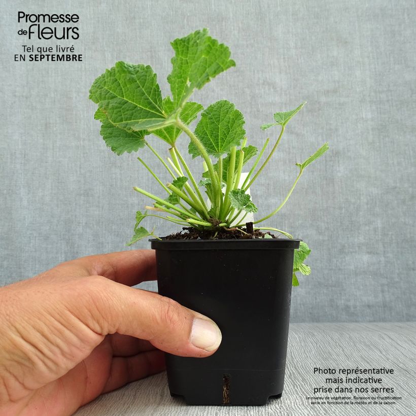 Spécimen de Alcea ficifolia Las Vegas - Rose trémière Godet de 8/9 cm tel que livré en automne