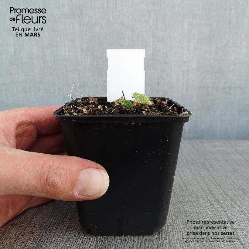Spécimen de Alcea ficifolia Las Vegas - Rose trémière Godet de 8/9 cm tel que livré en hiver