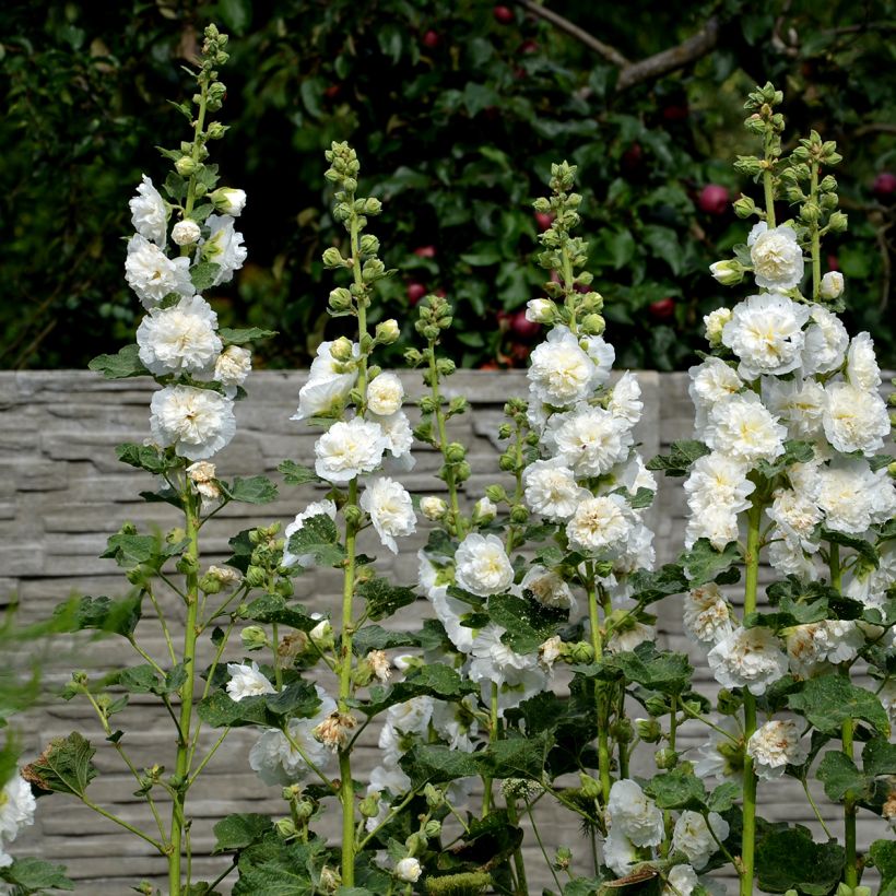 Rose trémière - Alcea rosea Chater's Double Blanc (Port)