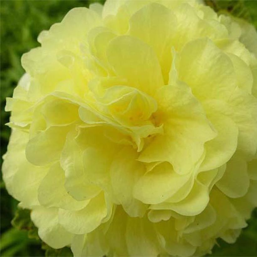 Rose trémière - Alcea rosea Chater's Double Jaune (Floraison)