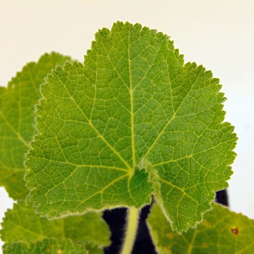 Rose trémière - Alcea rosea Chater's Double Violet (Feuillage)