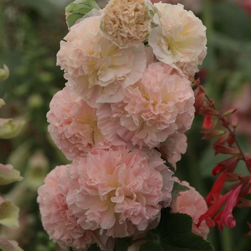 Rose trémière - Alcea rosea Chater's Double saumon (Floraison)