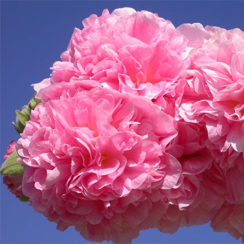 Rose trémière - Alcea rosea Chater's Double Rose (Floraison)